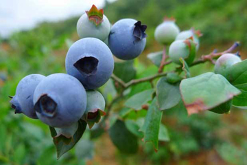 蓝莓如何种植才好呢？一起来看看它的种植方法吧