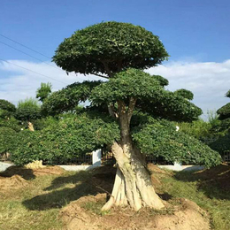 庭院对节白蜡盆景多少钱-庭院对节白蜡盆景-红宇园林绿化