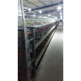 养鸡设备厂家、养鸡设备、禽翔笼具养殖设备