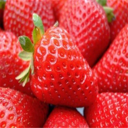 哪里有便宜的草莓苗,锡林郭勒盟草莓苗,双湖园艺(图)