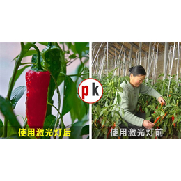 聊城补光灯,【红皎阳植物补光灯】,辣椒补光灯