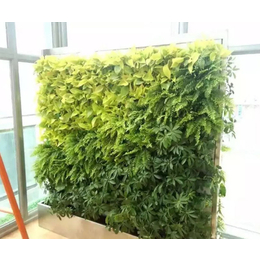 植物租赁哪家优惠_北京林昊欣达_金台路植物租赁