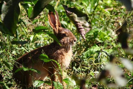 来宾兔子-锦腾养殖场-纯种兔子的种兔出售