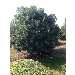 绿林苗木给您齐全品种(多图)、大杨梅树价格