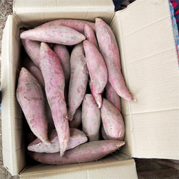 红蜜薯-禾田薯业种类齐全-红蜜薯批发