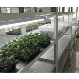 泰州植物组培架,组培室规划设计|腾昊厂家质量可靠(在线咨询)