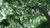 栾树-大地苗圃品种多样-13cm的栾树价格缩略图1