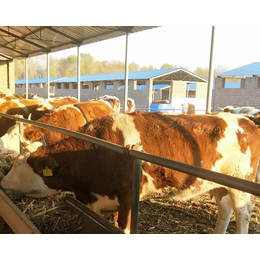西门塔尔牛批发价格|甘肃西门塔尔牛|富贵肉牛养殖(查看)