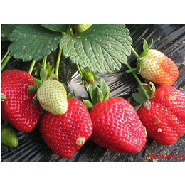 宜昌草莓苗、柏源农业科技、脱毒草莓苗