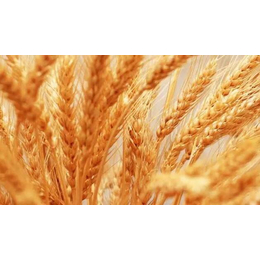 哪里收购小麦-汉光现代农业有限公司-重庆收购小麦