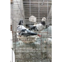 山东中鹏农牧|吉林鸽子养殖技术|鸽子养殖技术视频
