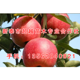 北京苹果苗|新泰超越苗木|什么苹果苗好