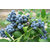 珠宝蓝莓苗-柏源农业科技-珠宝蓝莓苗报价缩略图1