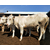 忻州肉牛价格|富贵肉牛养殖|忻州肉牛缩略图1