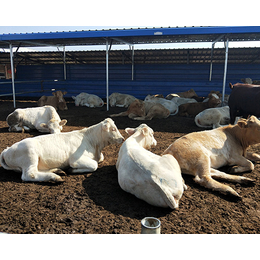 忻州肉牛|富贵肉牛养殖|山西忻州肉牛