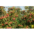 甜红子山楂苗种植、大连甜红子山楂苗、新泰超越苗木(查看)缩略图1