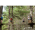 历奇探险-树上探险乐园-树梢探险森林穿越缩略图2