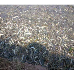 台湾泥鳅种苗出售-年连富生态农业-仙桃台湾泥鳅