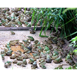 黑斑蛙养殖|金兴黑斑蛙养殖|黑斑蛙