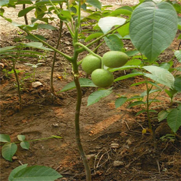 晋城薄皮核桃苗种植技术诚信企业-双湖园艺