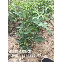 花椒苗批发 青花椒苗价格 石柱藤椒苗基地