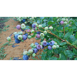 柏源农业-济源蓝莓苗-蓝莓扦插苗