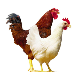 海兰褐公司*-海兰褐-华帅青年鸡厂家供应