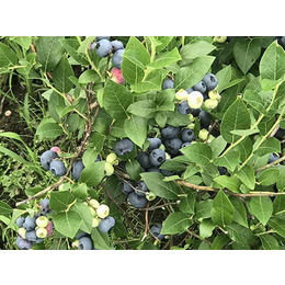 江苏兔眼蓝莓苗-泰安开发区亿通园艺场-兔眼蓝莓苗批发价