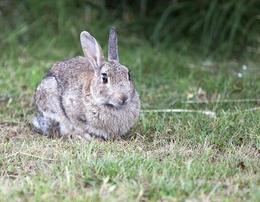 西藏野兔-锦腾养殖场-养殖杂交野兔种兔