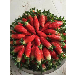 法兰地草莓苗供应|吉安法兰地草莓苗|乾纳瑞(查看)