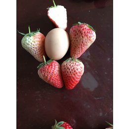法兰地草莓苗_安徽草莓苗_海之情