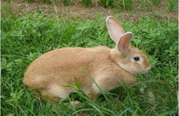批发纯种野兔-锦腾养殖场-北海野兔