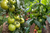 冬季大棚西红柿增产品质好就选福进门水溶肥缩略图1
