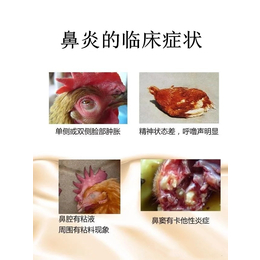 蛋鸡鼻yan药、凤舞药业、蛋鸡鼻yan*果