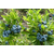 珠宝蓝莓苗基地电话-平顶山珠宝蓝莓苗-泰安柏源农业(查看)缩略图1