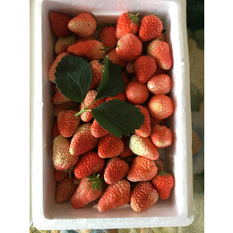 河北草莓苗、乾纳瑞农业(图)、全明星草莓苗批发价