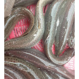 葫芦岛泥鳅|有良泥鳅养殖场|泥鳅养殖厂家
