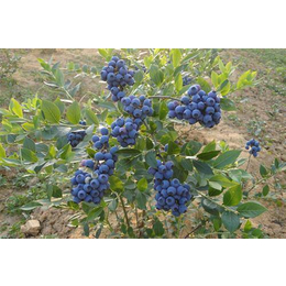 潜江蓝莓苗|柏源农业科技公司(在线咨询)|4年蓝莓苗