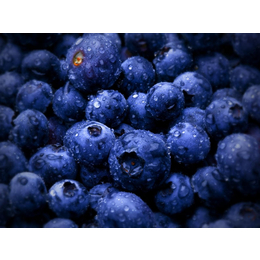 江苏蓝莓怎么吃|江苏康泉农业(在线咨询)|蓝莓