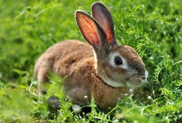 纯种野兔种兔养殖基地-锦腾养殖场(在线咨询)-延安野兔