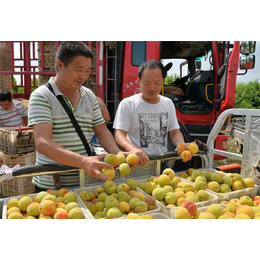 国产黄桃|范建立副食水果*(在线咨询)|灵璧黄桃