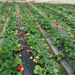 上海法兰地草莓苗_双湖园艺_法兰地草莓苗批发市场