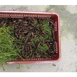 重庆小龙虾养殖成本与利润,武汉裕农,龙虾养殖成本