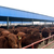 山西肉牛场|富贵肉牛养殖|山西肉牛缩略图1
