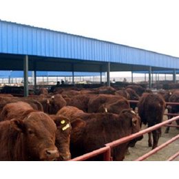 山西肉牛场|富贵肉牛养殖|山西肉牛