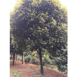 22公分丹桂树多少钱|丹桂|百佳园林绿化