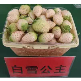乾纳瑞农业(图)|全明星草莓苗种植方法|潍坊草莓苗