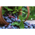 吉林珠宝蓝莓苗基地「多图」缩略图1