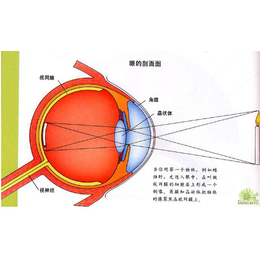 肇庆健瞳|信阳儿童视力矫正|儿童视力矫正的方法