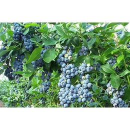 珠宝蓝莓苗-柏源农业-珠宝蓝莓苗批发
